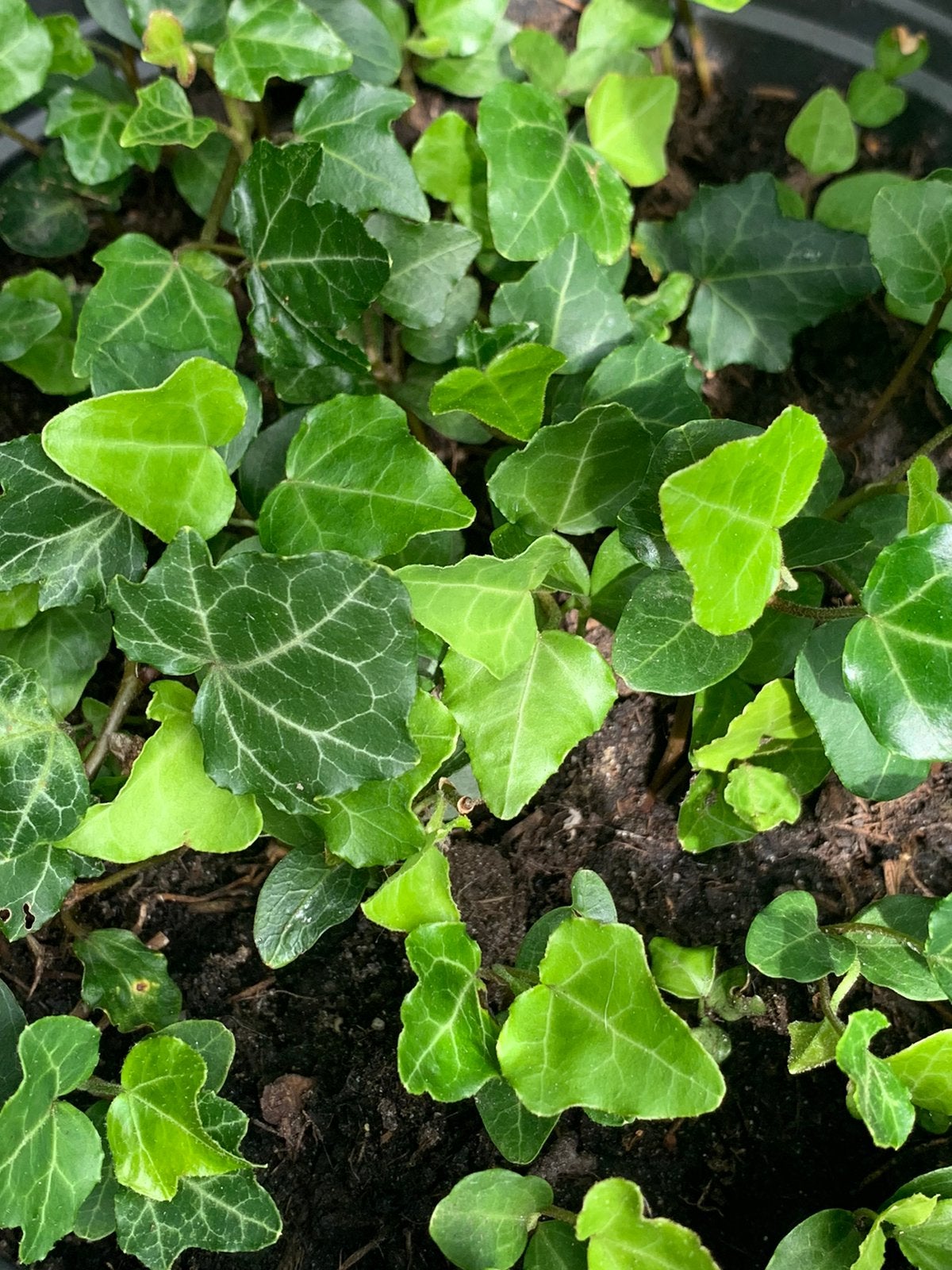 Klipop zaailingen (kleine plantjes) 70.stuks, Tuin en Terras, Planten | Struiken en Hagen, Ophalen of Verzenden, Overige soorten