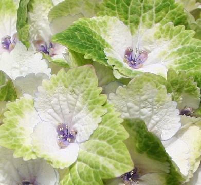 Hydrangea magical Noblesse, Ophalen, Overige soorten, Halfschaduw