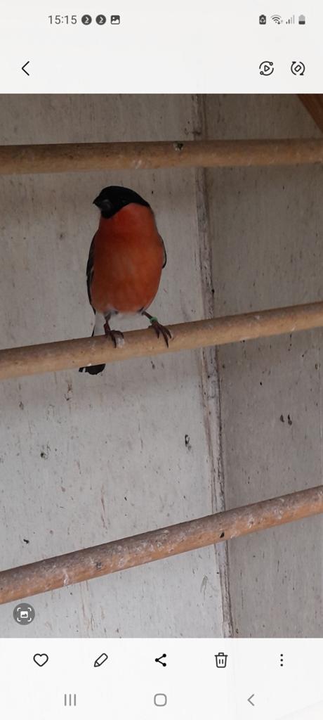 Noordsegoudvink, Dieren en Toebehoren, Mannelijk