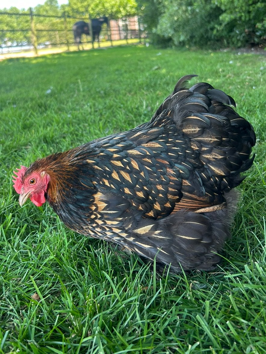 Cochin kriel duo, Dieren en Toebehoren, Meerdere dieren, Kip