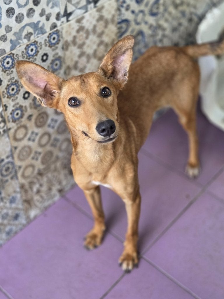 ACE: Deveney is een superlief hondje, Particulier, 1 tot 2 jaar, Buitenland, Teef