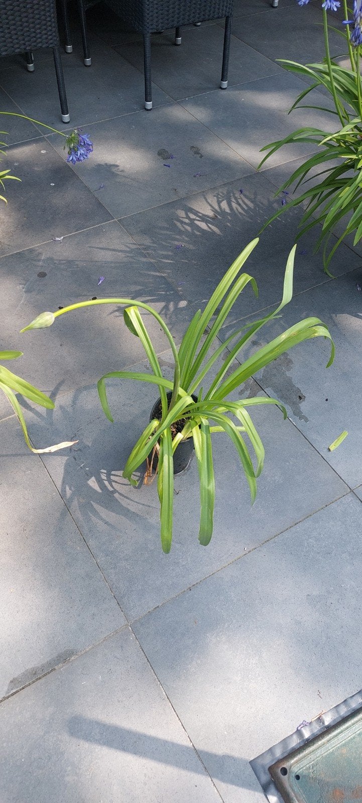 Agapanthus - Afrikaanse Lelie in pot, Tuin en Terras, Ophalen