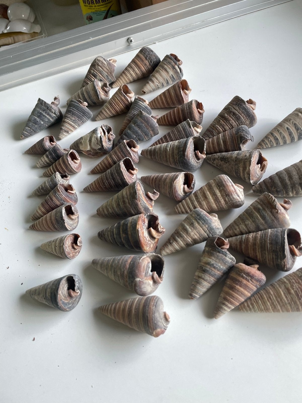 Mooie decoratieve schelpen, diverse maten, Ophalen of Verzenden, Schelp(en)