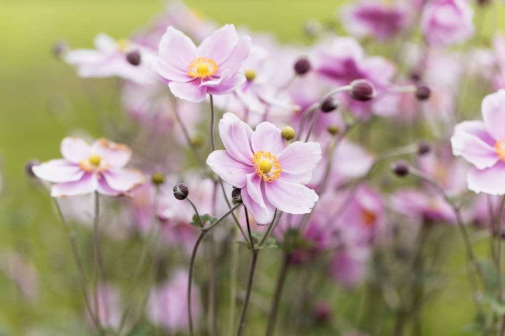 Herfst Anemoon, Vaste plant, Halfschaduw, Zomer, Ophalen