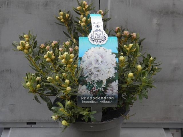 Kleinblijvende rhododendrons, Vaste plant, Halfschaduw, Lente, Ophalen