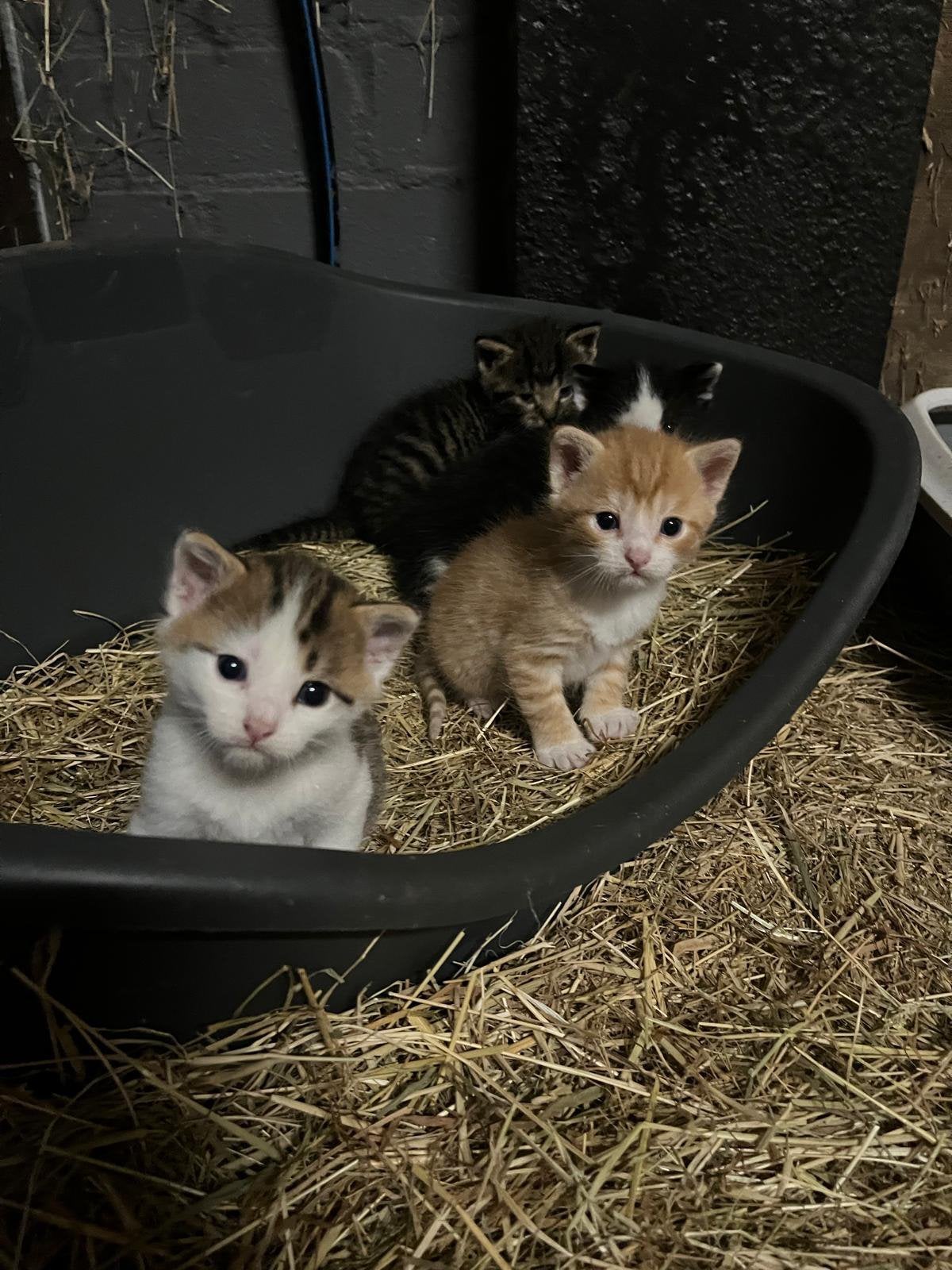 Nog maar 1! Kortharige tamme boerderij kittens, Meerdere dieren