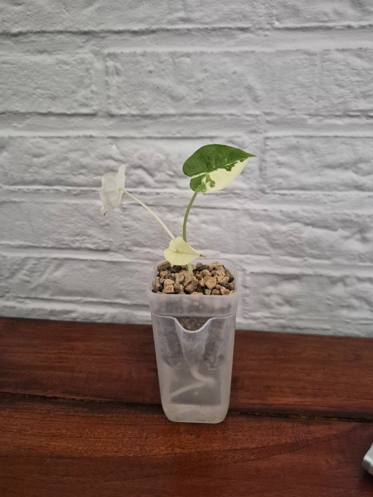 Alocasia Frydek Variegata - Zeldzame Kamerplant, Ophalen of Verzenden