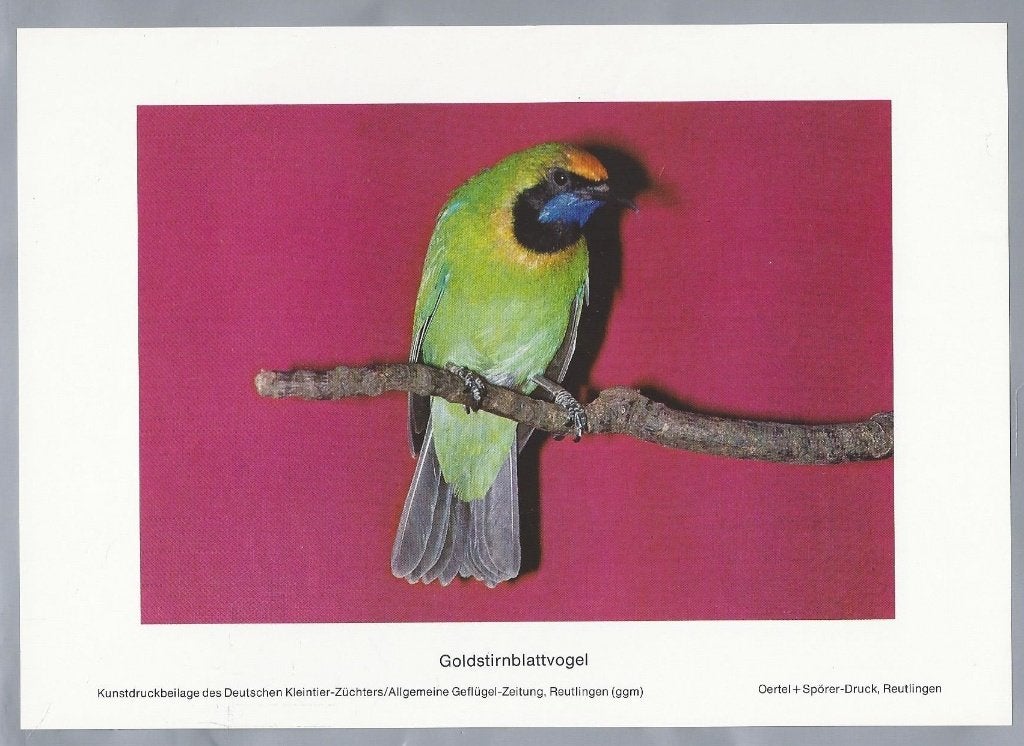 Goldstirnblattvogel - Kunstprent van een vogel, Gebruikt, Ophalen of Verzenden, Voor 1940, Dier
