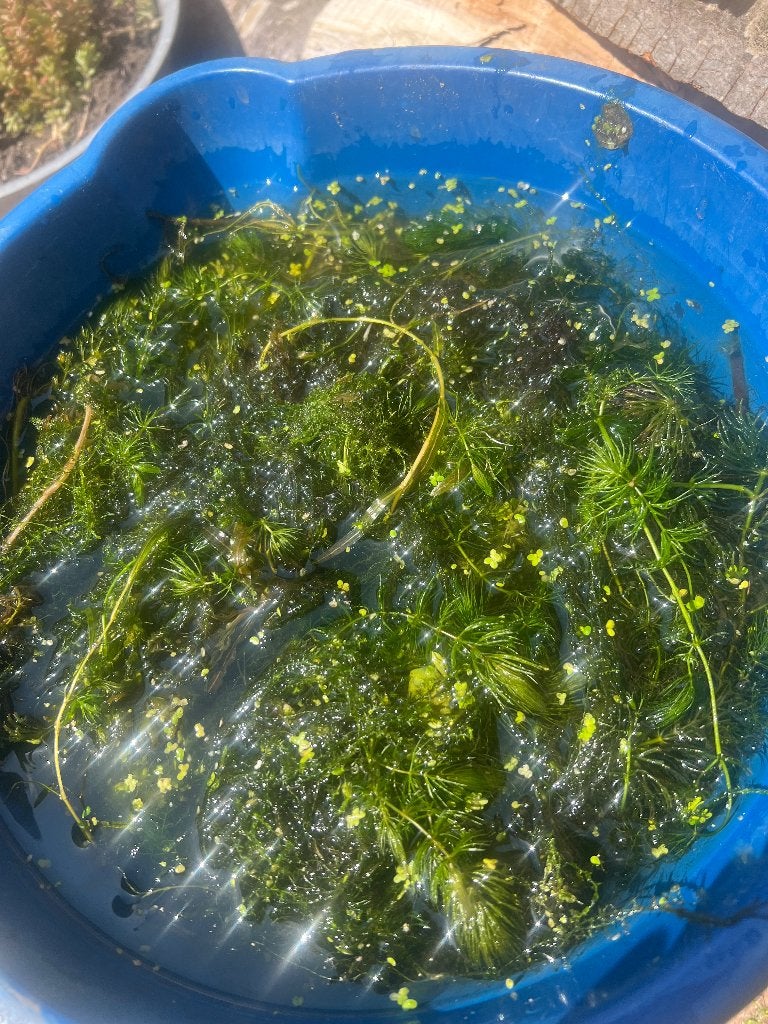waterplanten, Ophalen, Nieuw