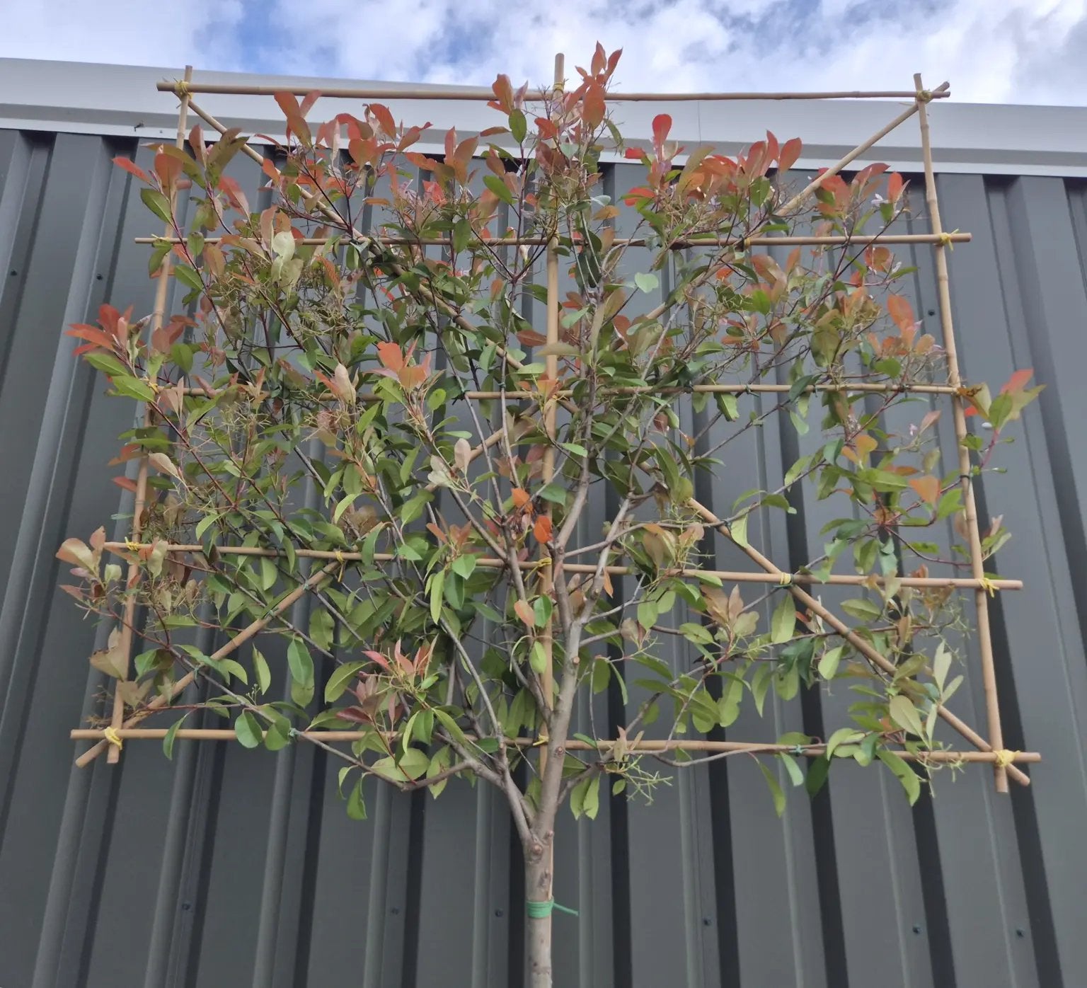 Lei Photinia fraseri 'Red Robin' (Glansmispel), Leiboom, Lente, Ophalen, Volle zon