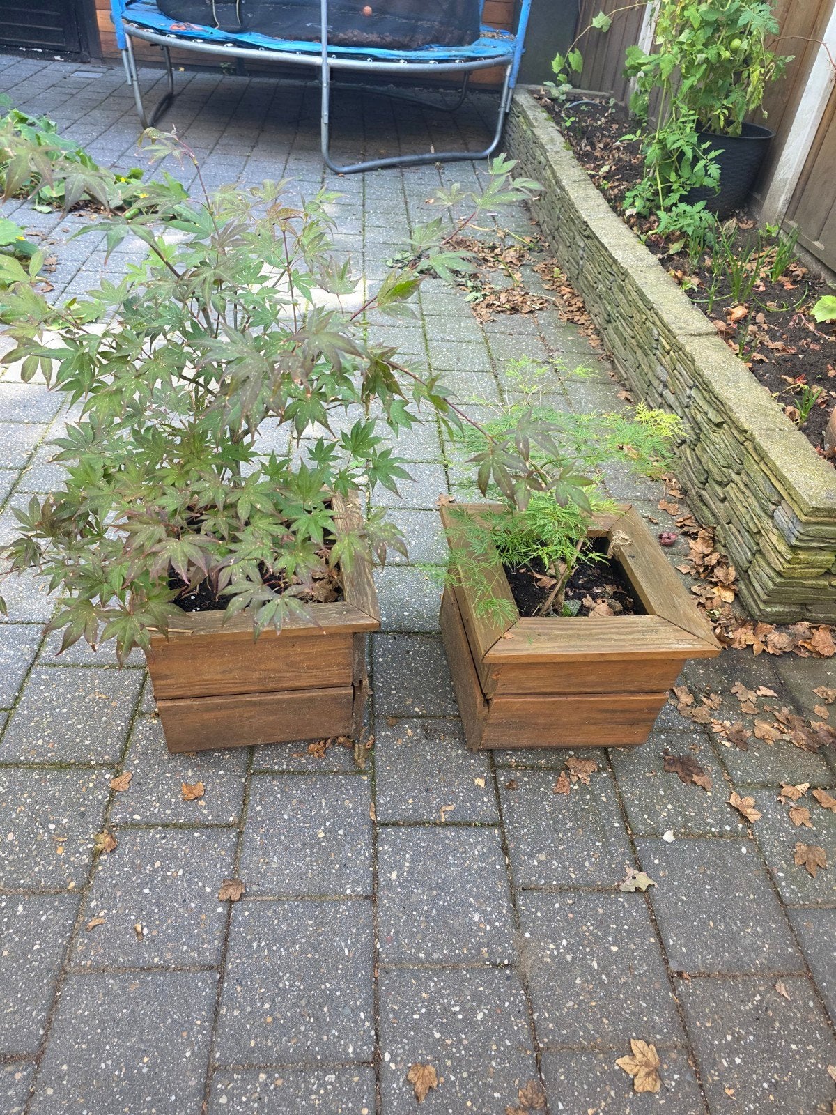 Esdoorn twee - met of zonder plantenbak, Vaste plant, Bloeit niet, Halfschaduw, Ophalen