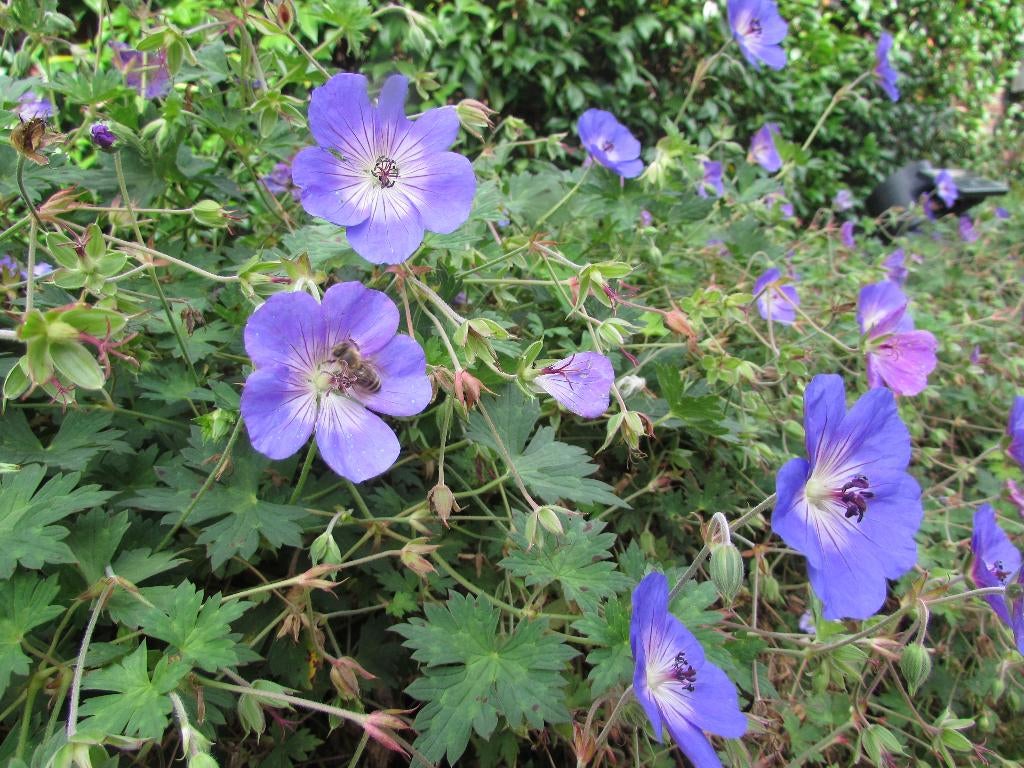 Geranium Rozanne  ( Ooievaarsbek ), Tuin en Terras, Planten | Tuinplanten, Ophalen, Bodembedekkers, Volle zon, Vaste plant