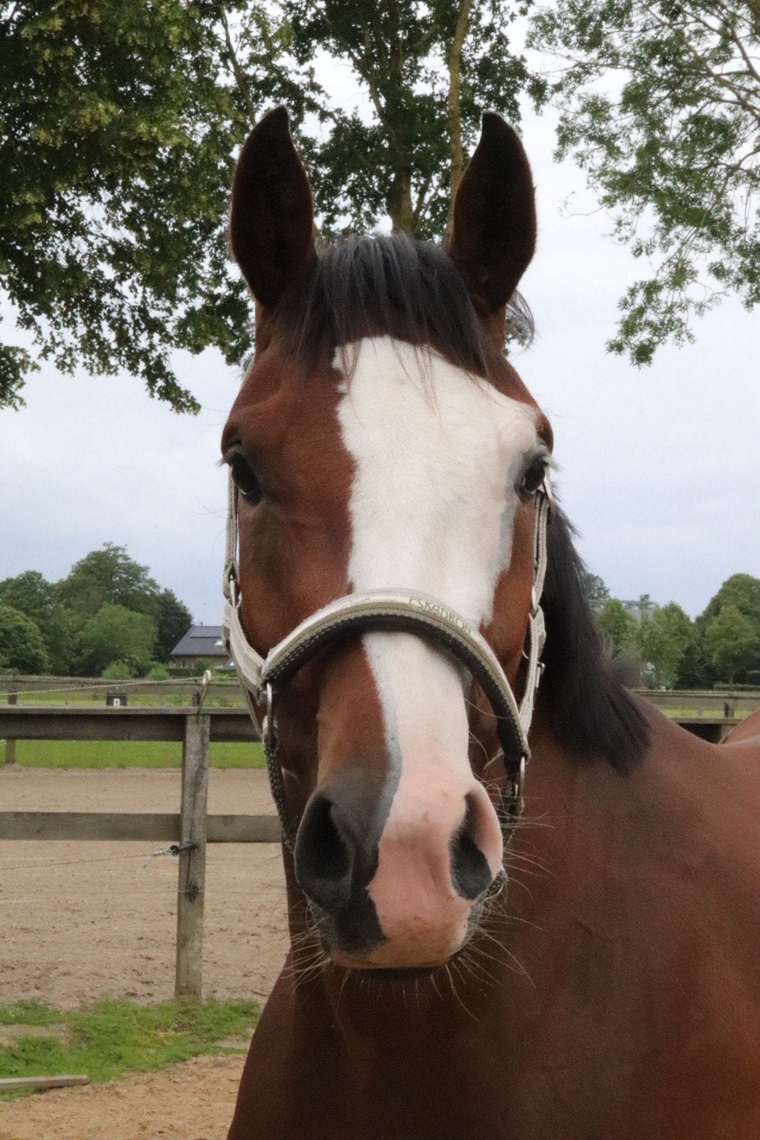 Te koop lieve en mooie merrie 3 jaar, Merrie, Recreatiepaard, 3 tot 6 jaar