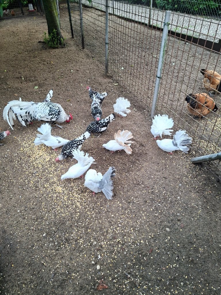 Pauwstaart duiven, Dieren en Toebehoren, Vogels | Duiven, Meerdere dieren, Overige soorten