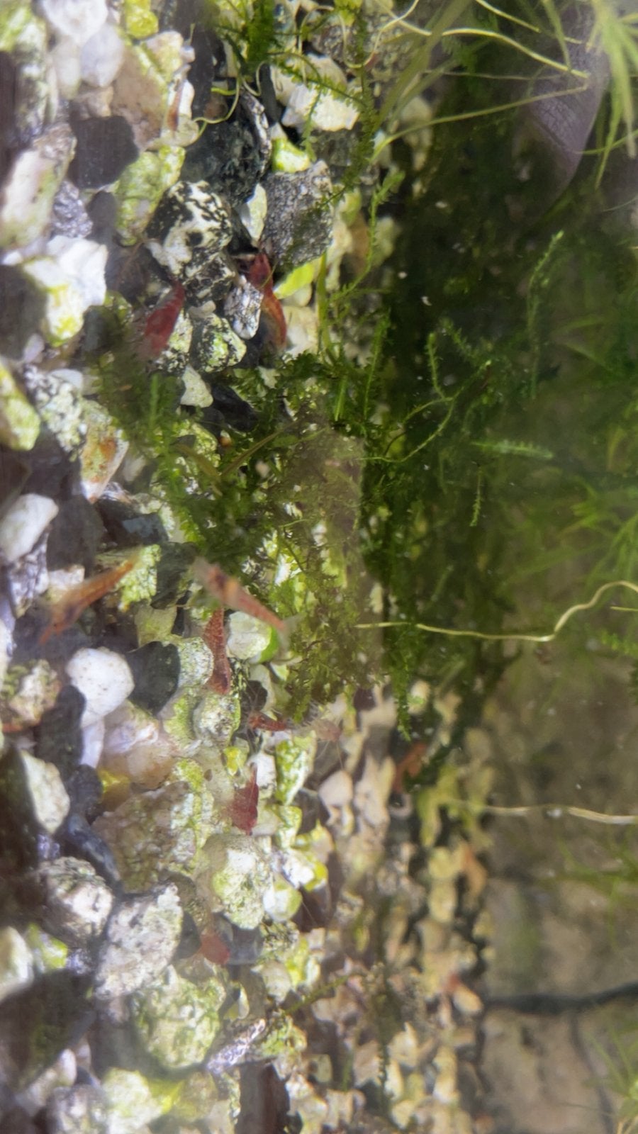 Red Cherry Garnalen – Neocaridina – Gezonde jonge garnalen, Dieren en Toebehoren, Vissen | Aquariumvissen, Kreeft, Krab of Garnaal