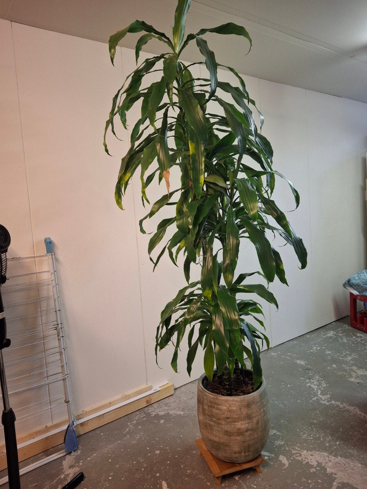 Kamerplant, Ophalen, In pot, Halfschaduw, 200 cm of meer
