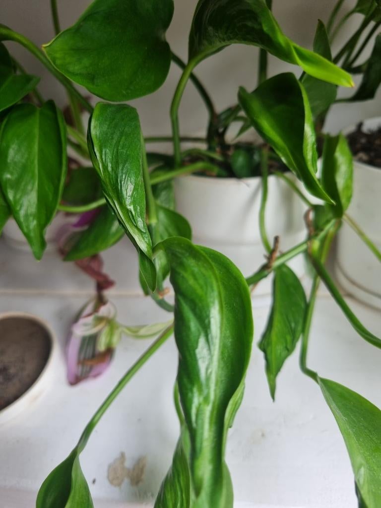 epipremnum shangri-la stek, Ophalen of Verzenden, Halfschaduw, Minder dan 100 cm