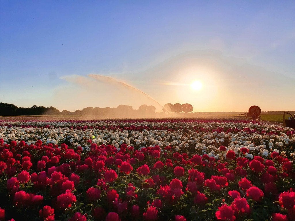 Pioenrozen / Paeonia wortelstokken, Tuin en Terras, Volle zon, Vaste plant, Lente, Ophalen