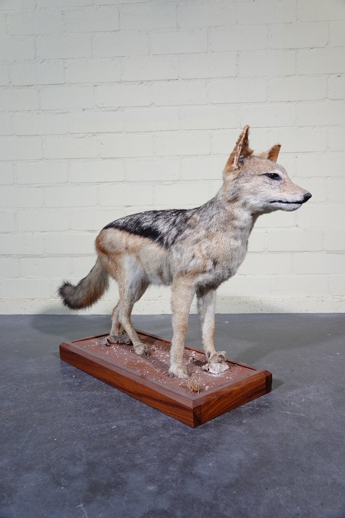 opgezette jakhals  taxidermy, Ophalen, Zo goed als nieuw, Hert, Gewei of Kop