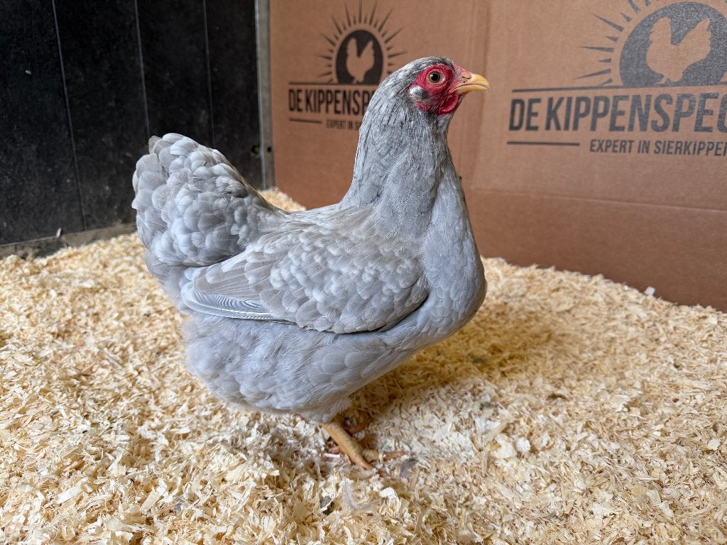 Wyandotte kriel Parel Grijs Wit Gepareld gesekst en ingeënt, Dieren en Toebehoren, Pluimvee, Vrouwelijk, Kip