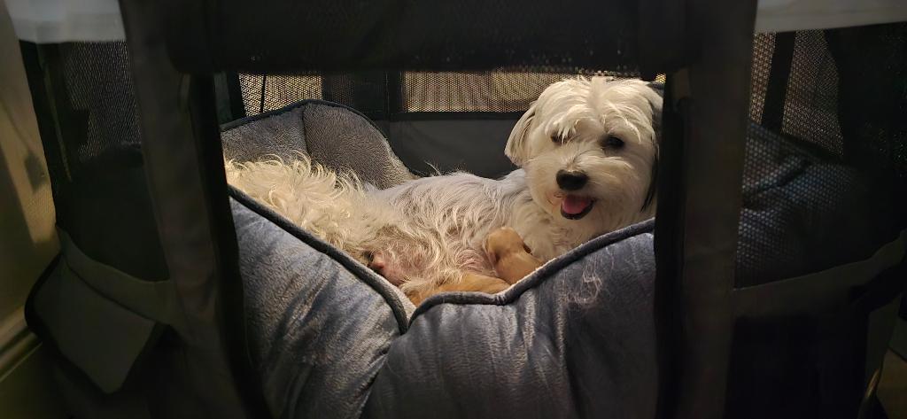 Maltipoo, Poedel, 8 tot 15 weken, Meerdere, Meerdere dieren