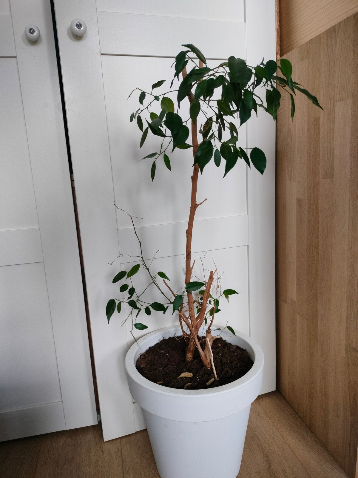 Mooie Ficus boom incl. pot, Huis en Inrichting, Ophalen, Ficus, Halfschaduw, Minder dan 100 cm
