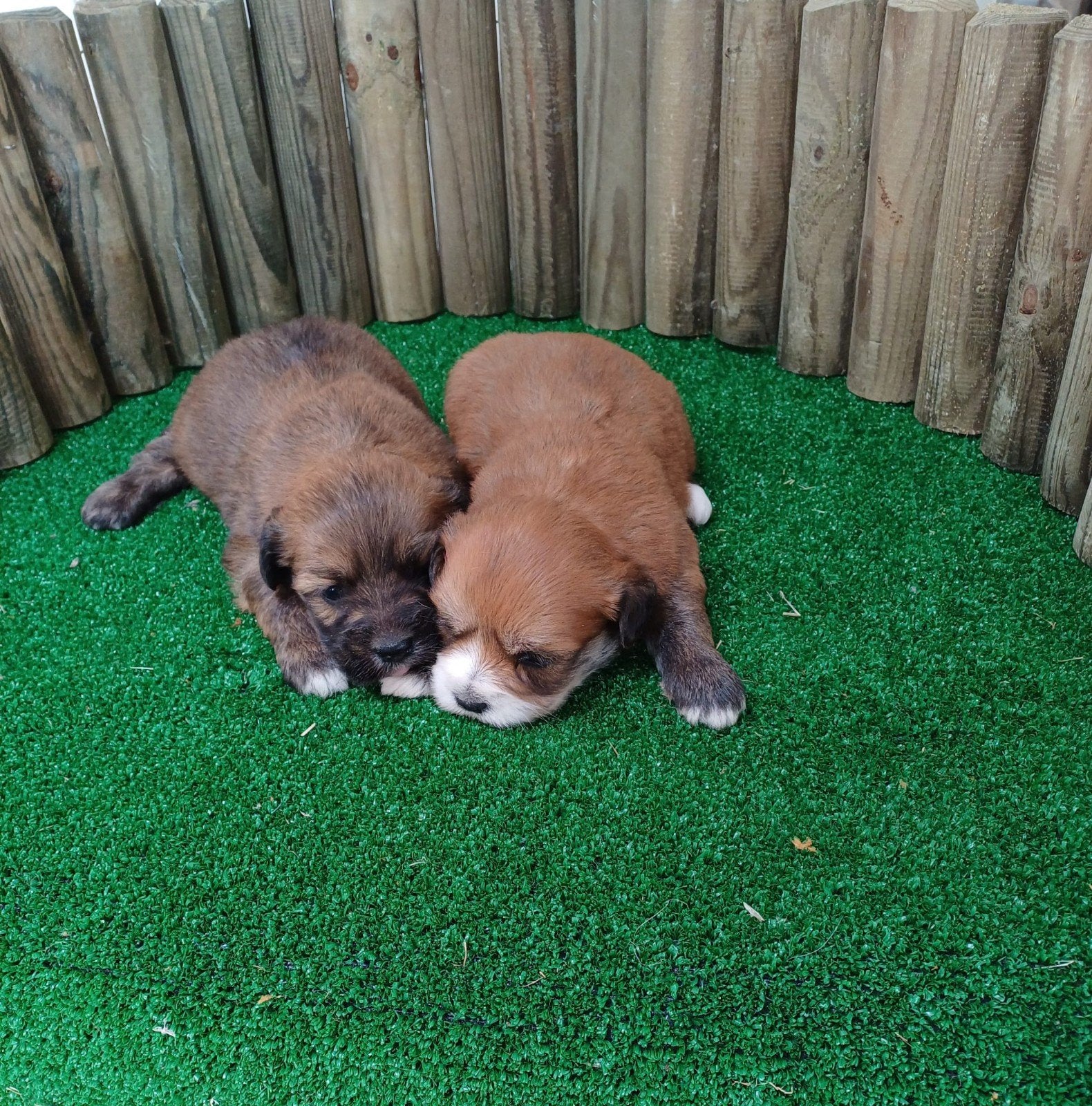 Boomer maltezer teckel (malteck) en maltezer shih tzu pups, Parvo, Nederland, Overige rassen, 8 tot 15 weken