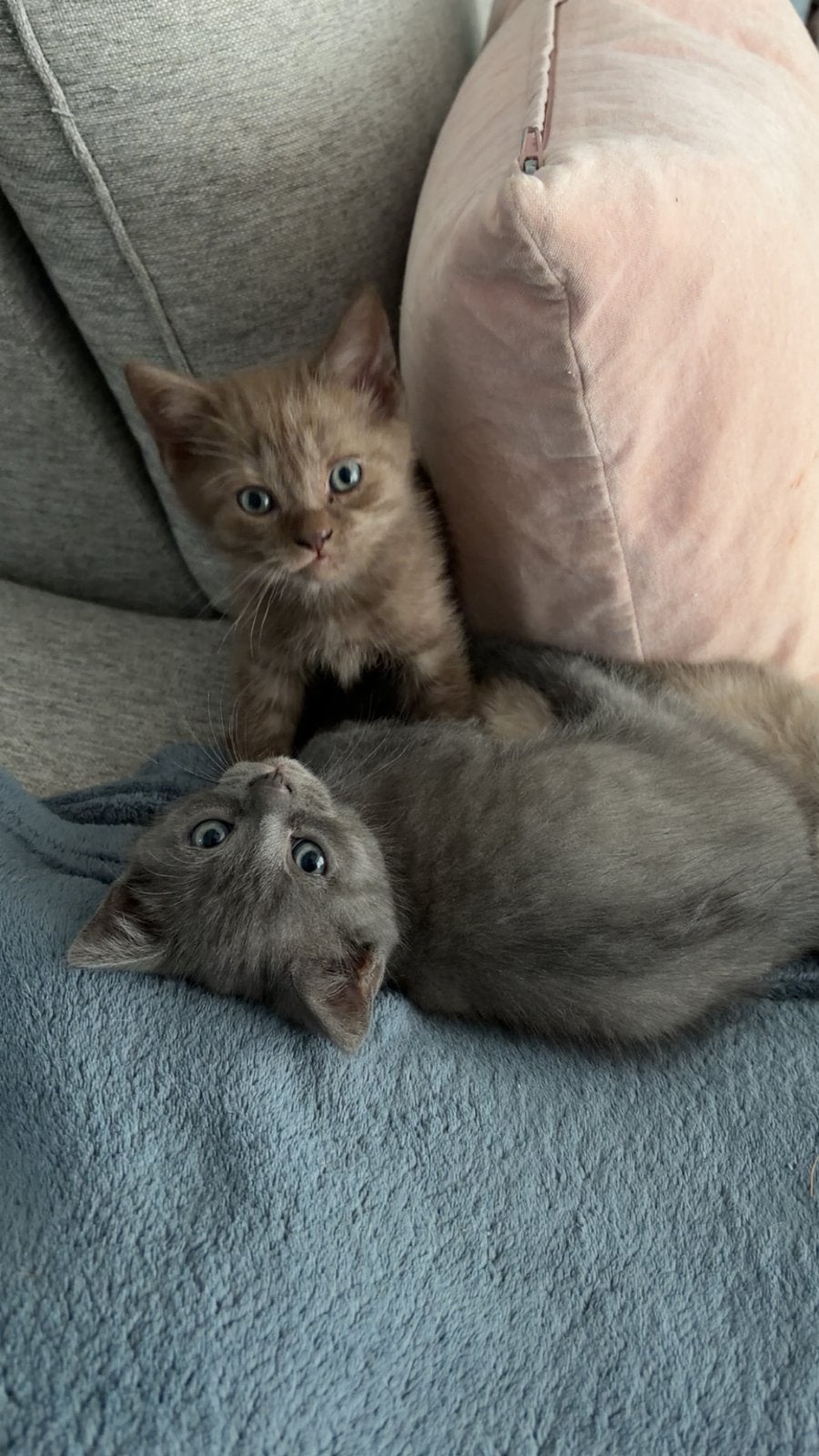 Blauwe Rus x Britse Korthaar kittens, Dieren en Toebehoren, Katten en Kittens | Raskatten | Korthaar, Meerdere dieren, Ontwormd
