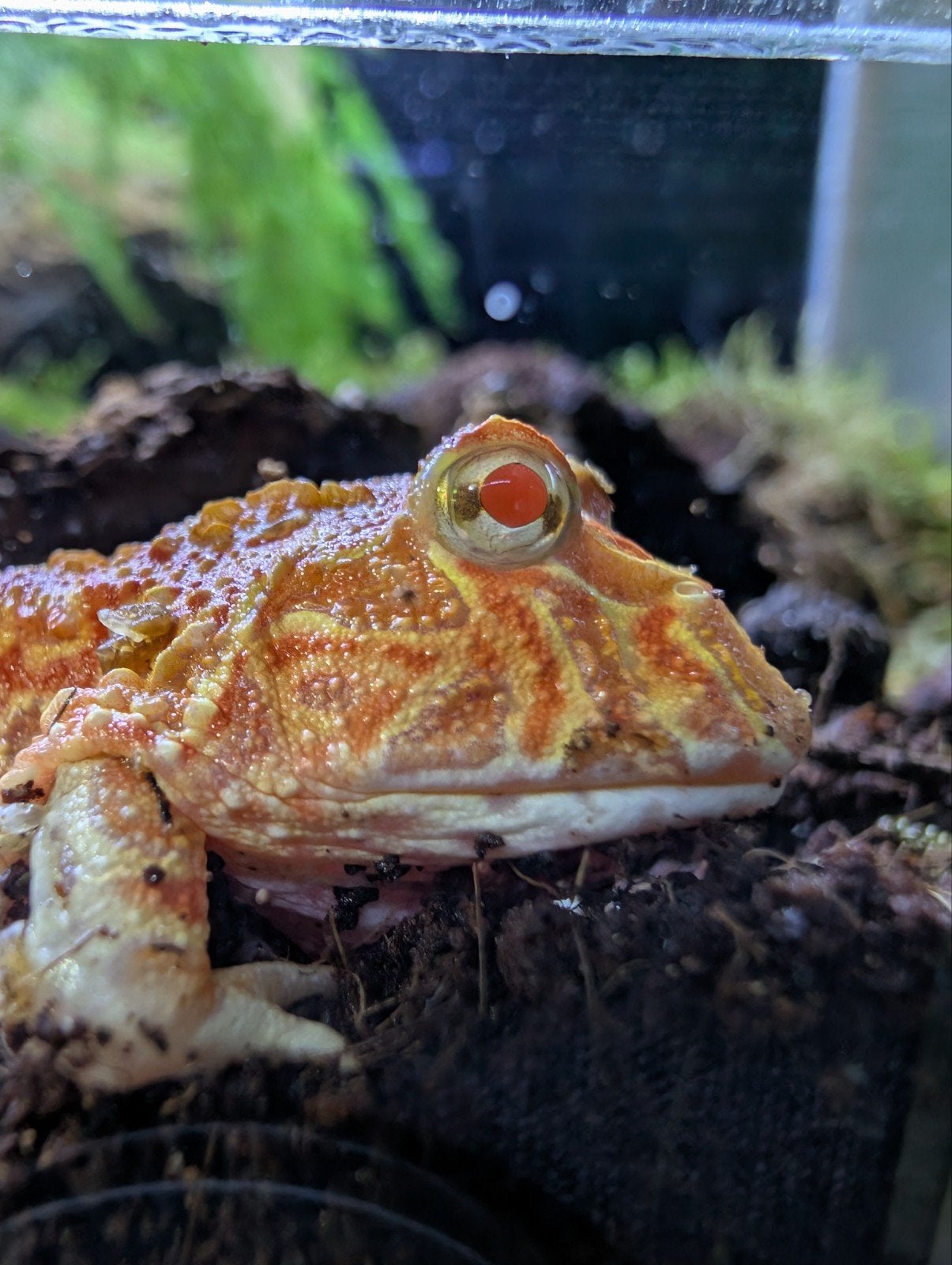 2x Hoorn/Pacman kikker inclusief dubbel terrarium, 0 tot 2 jaar