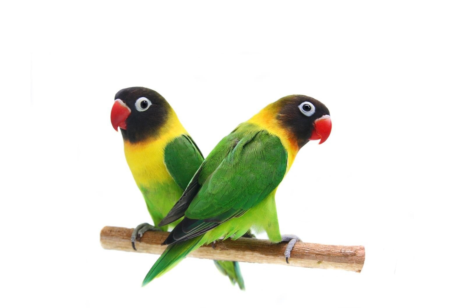 2 mooie koppels personata wildkleur, Dieren en Toebehoren, Vogels | Parkieten en Papegaaien, Meerdere dieren, Dwergpapegaai of Agapornis