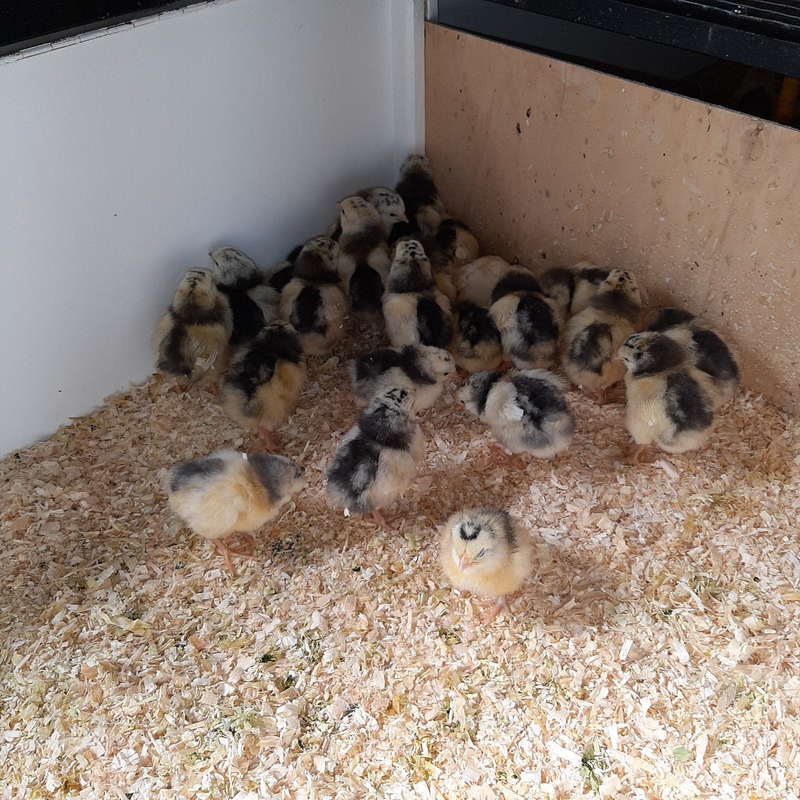 Kuikens lakenvelder 22 kuikens, Dieren en Toebehoren, Geslacht onbekend, Kip