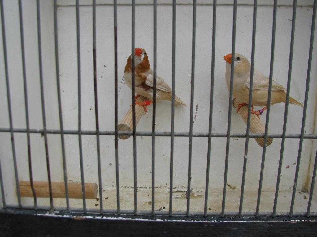 koppel oranjeborst zwartborst isabel bruin zebravinken, Dieren en Toebehoren, Vogels | Overige Vogels, Meerdere dieren
