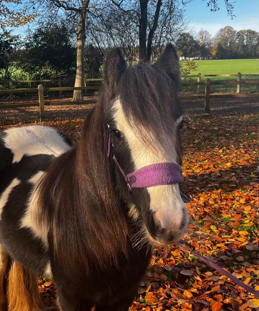Verzorg pony aangeboden, Ophalen, Nieuw