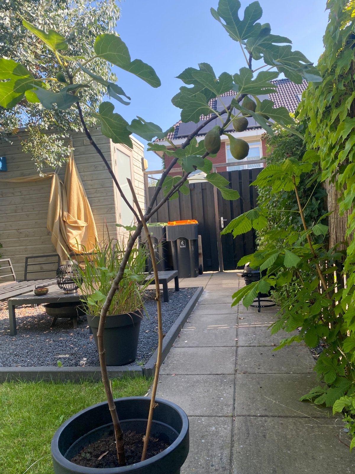 Vijgenboom met vijg in pot 120cm hoog, Ophalen, 100 tot 250 cm, Vijgenboom