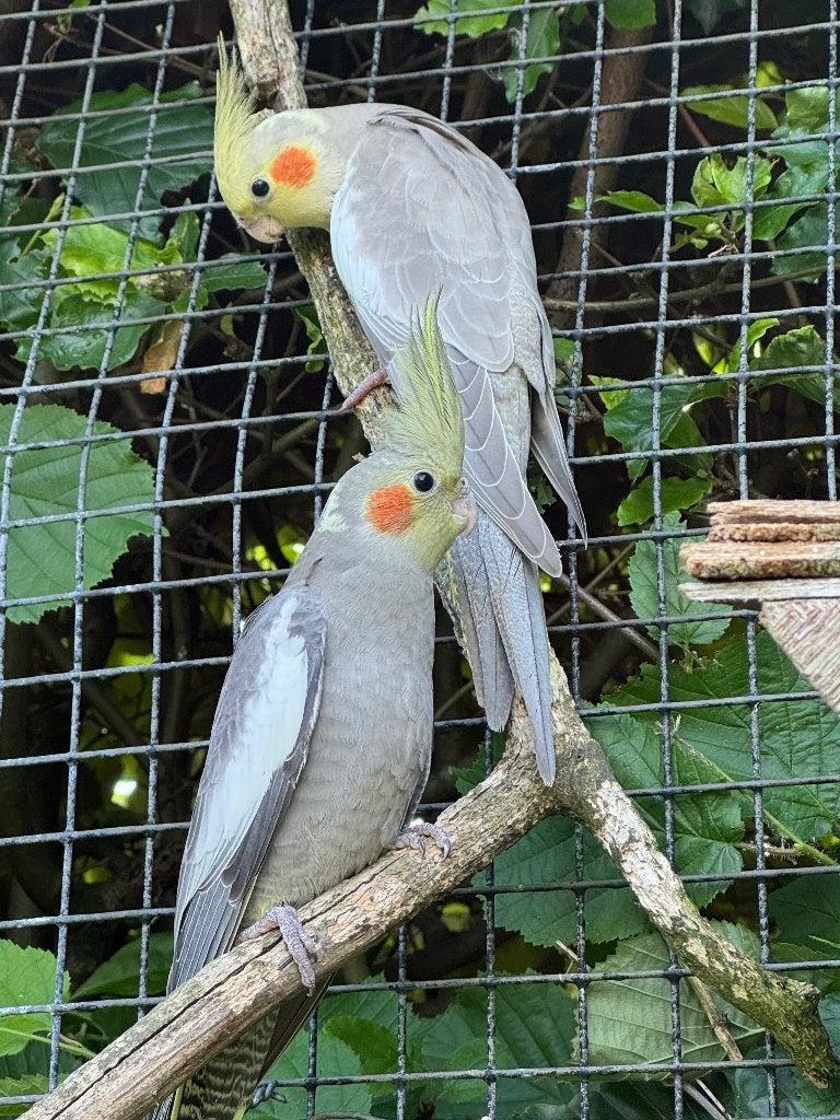 2 jonge valkparkieten, Meerdere dieren, Parkiet, Tam