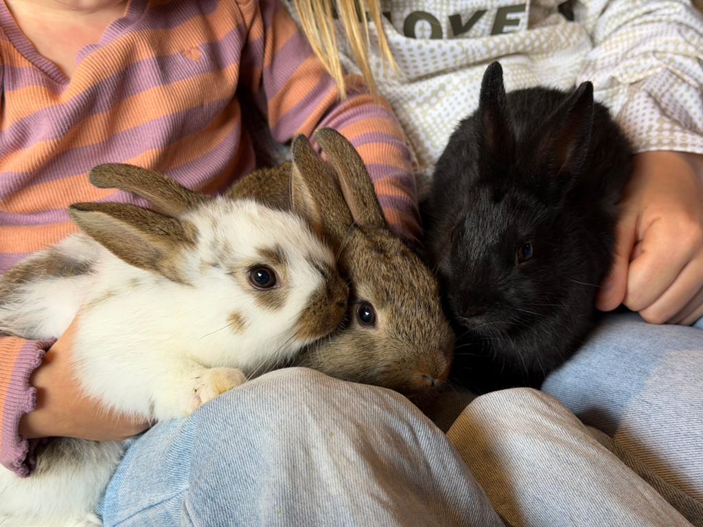 3 dwergkonijntjes!, Meerdere dieren, Dwerg, 0 tot 2 jaar