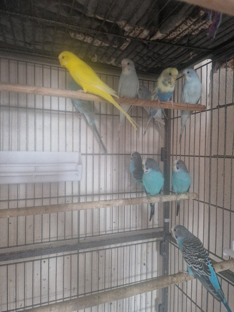 Prachtige parkieten!!, Meerdere dieren, Parkiet
