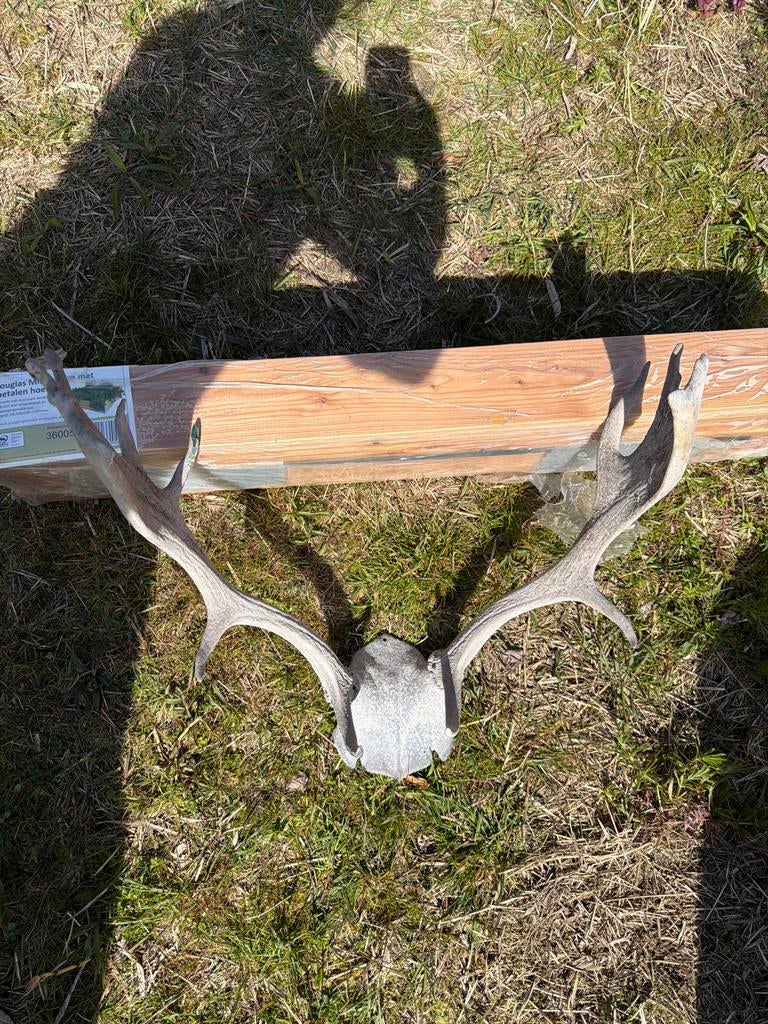 Hertengewei op schild - Decoratief item, Ophalen, Gebruikt, Landelijk, Natuurlijk materiaal