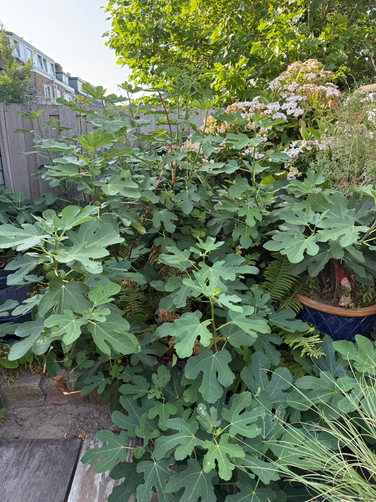 Grote vijgenboom, Ophalen