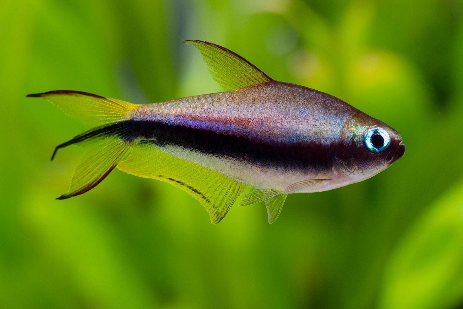 Keizertetra – Nematobrycon palmeri  2 euro/stuk 8+2 gratis!, Vis, Zoetwatervis, Schoolvis