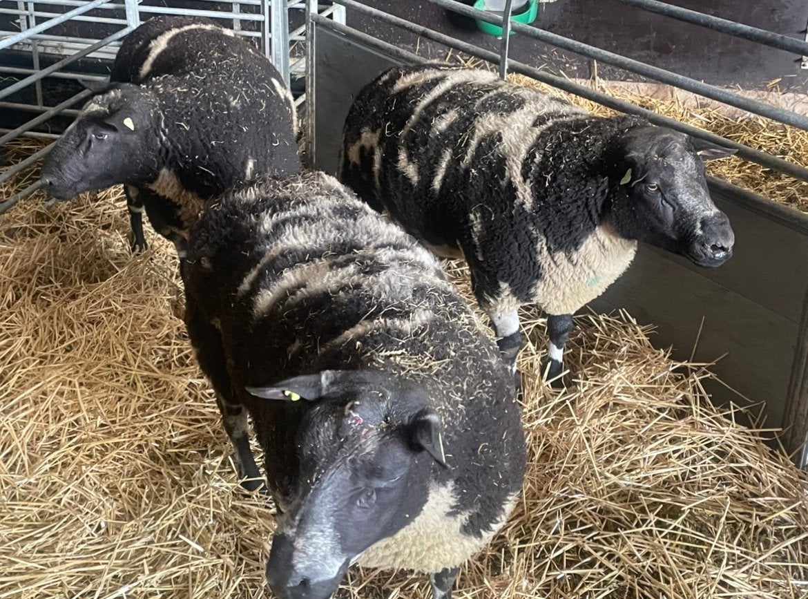 🇳🇱Super bonte dekrammen! zwoeger vrij ARR/ARR, Mannelijk, Schaap