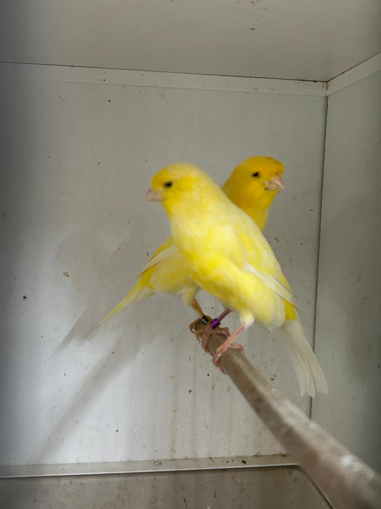 Koppel Berners postuurkanaries, Dieren en Toebehoren, Vogels | Kanaries, Meerdere dieren, Postuurkanarie