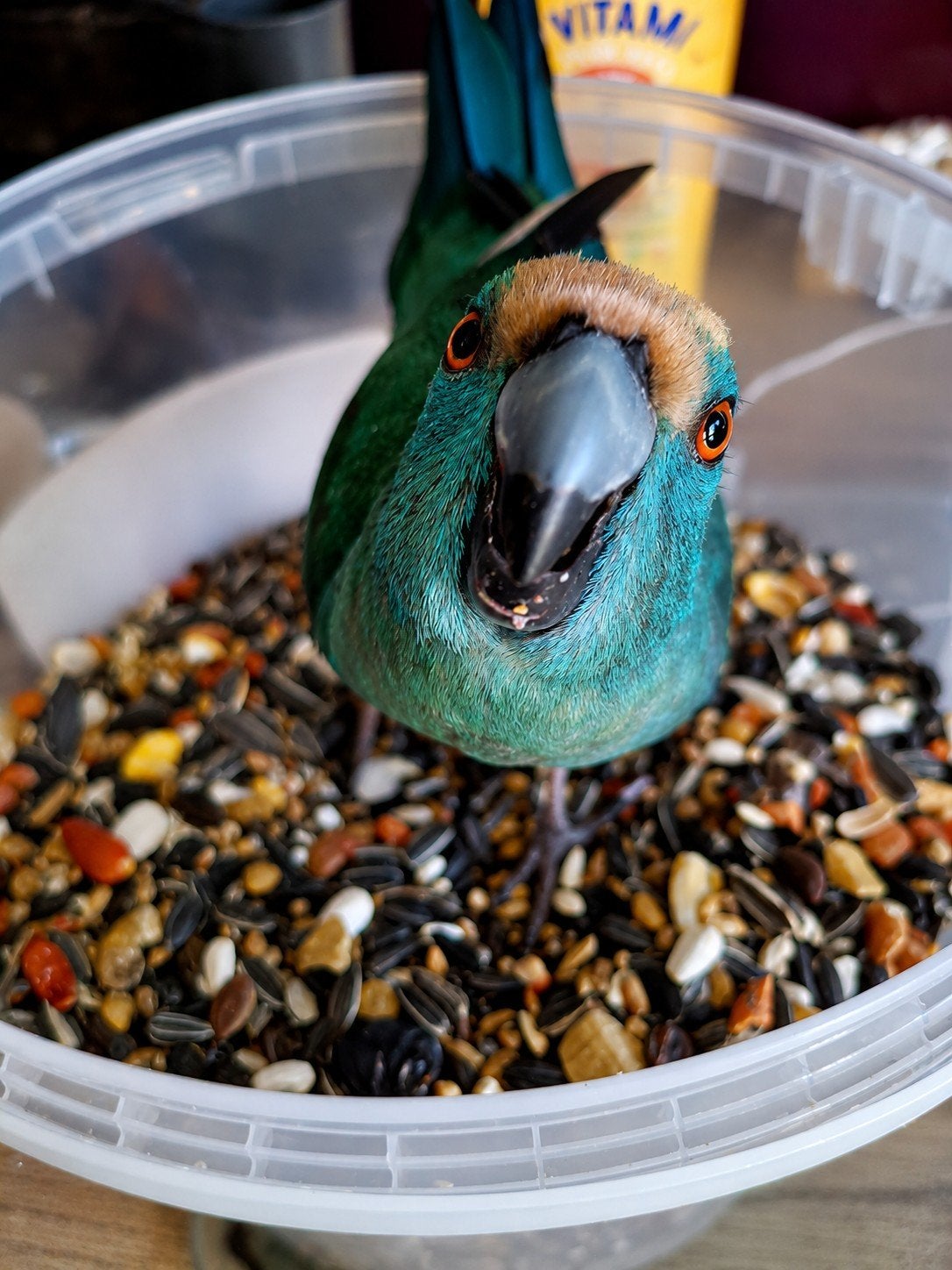 Maurie zoekt een nieuw thuis, Dieren en Toebehoren, Mannelijk, Papegaai