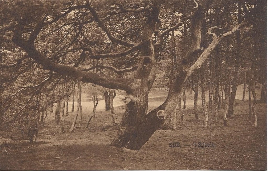 Ede (Gld.) 't Sijzelt. Uitg. Nauta 13408, Ophalen of Verzenden, Voor 1920, Ongelopen, Gelderland
