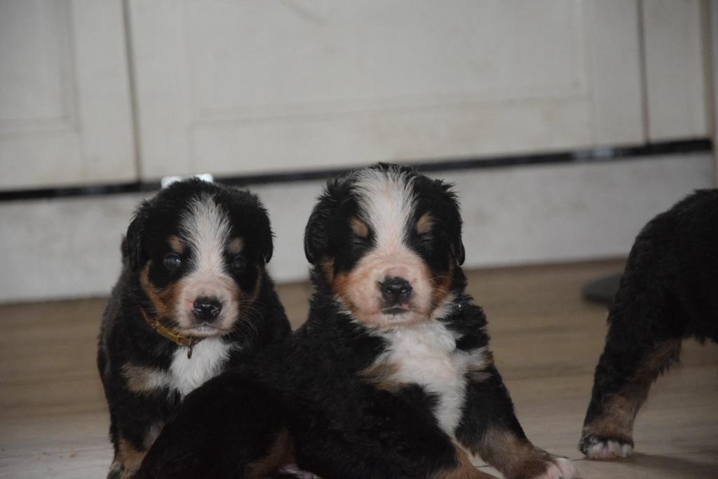 Berner sennen pups (stamboom), Dieren en Toebehoren, Honden | Bulldogs, Pinschers en Molossers, Parvo, Reu, Meerdere, Nederland