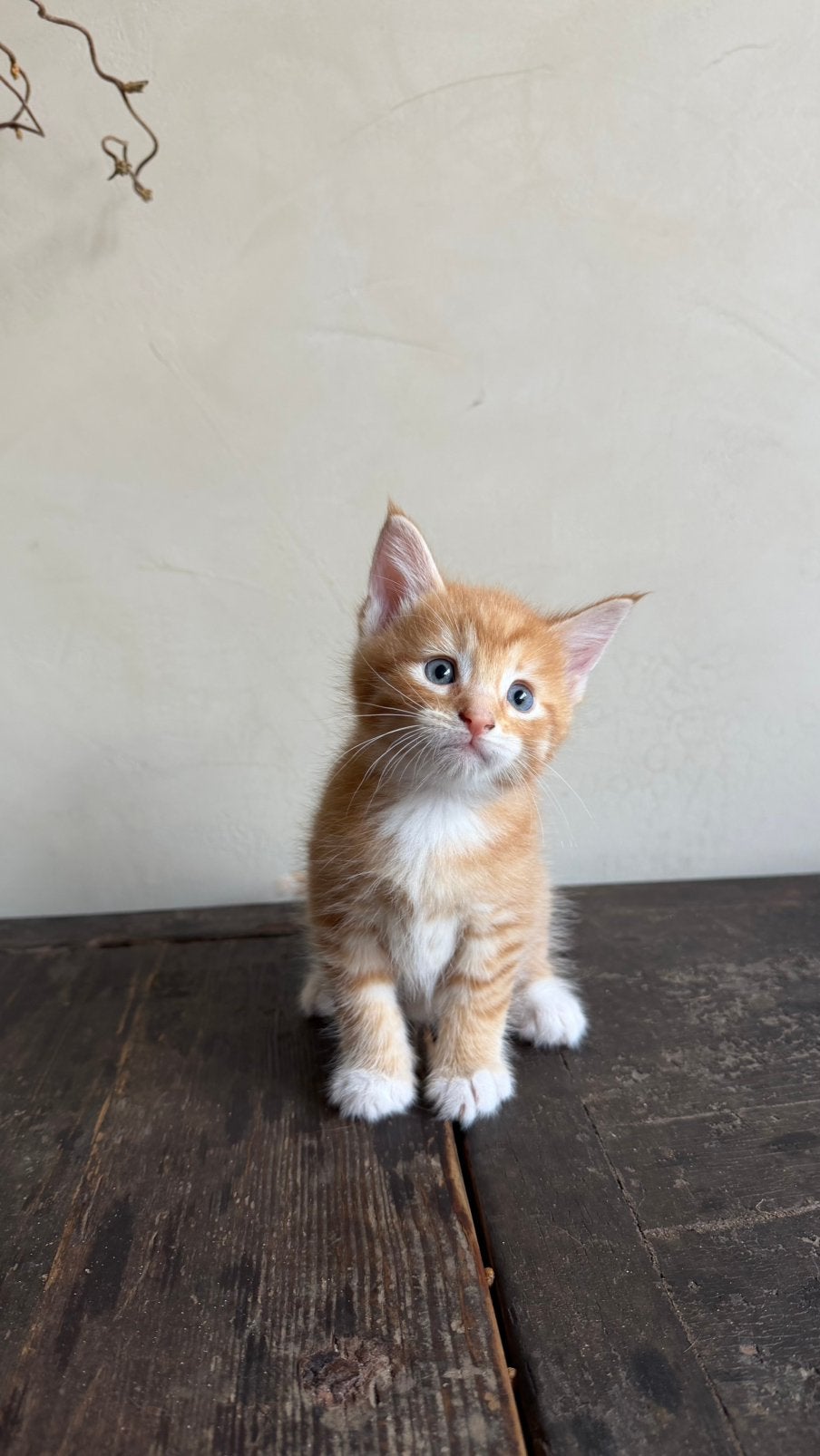 Maine Coon X Europese korthaar kittens, Dieren en Toebehoren, Meerdere dieren, Ontwormd, 0 tot 2 jaar