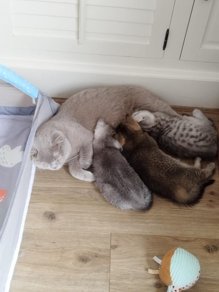 Nog een vrouwtje beschikbaar, Dieren en Toebehoren, Poes, Ontwormd