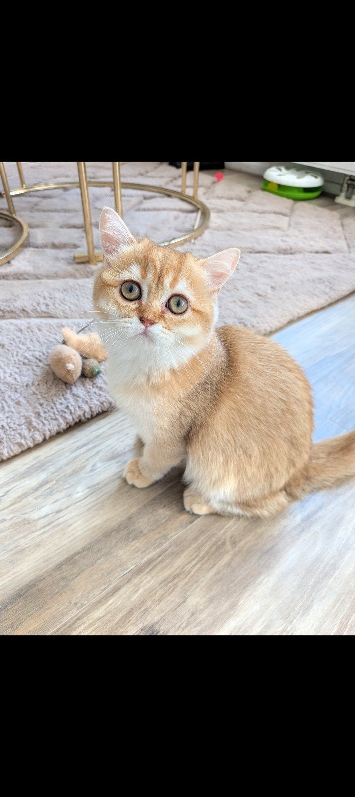Britse korthaar kitten ( de laatste), Dieren en Toebehoren, Katten en Kittens | Raskatten | Korthaar, Poes, Met stamboom, 0 tot 2 jaar
