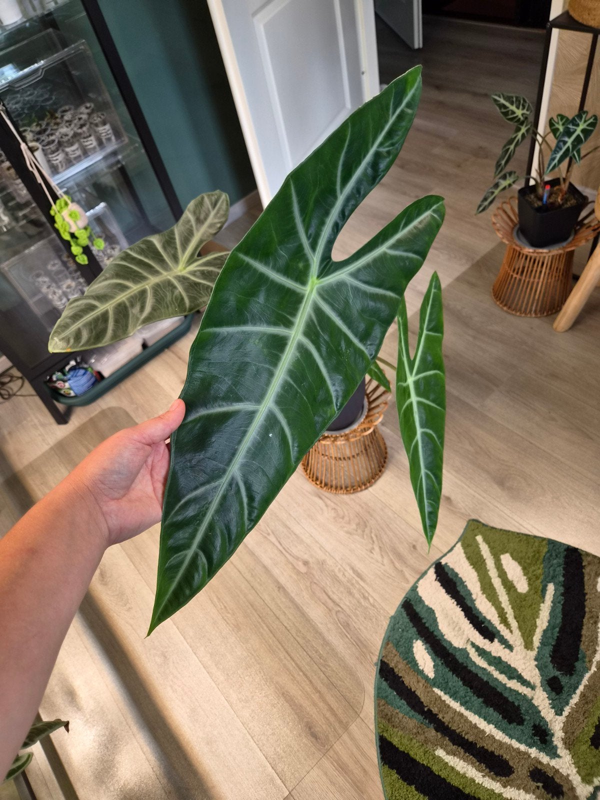 Alocasia Longiloba Silver, Ophalen, Halfschaduw, Minder dan 100 cm