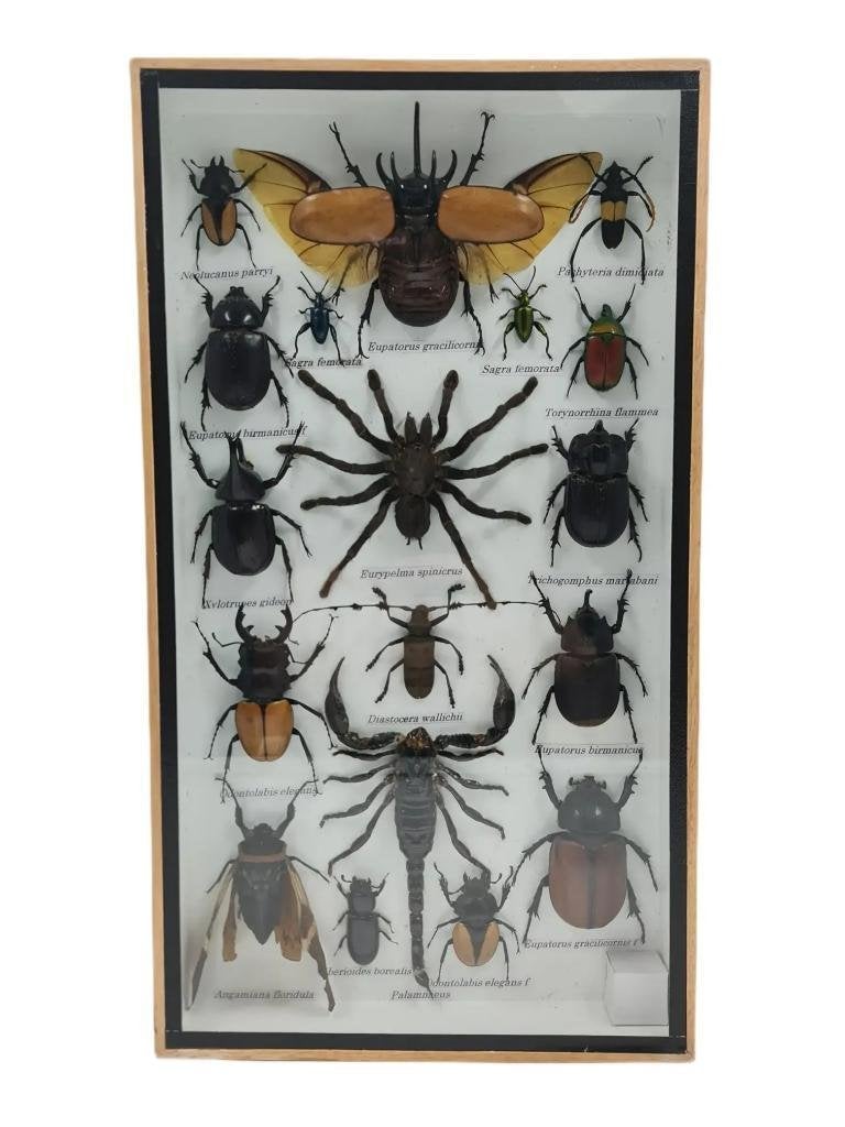 Insecten Box | assorti Opgezette Insecten | 36x20 cm